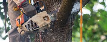 Lawn Watering Services in Clifton, NJ