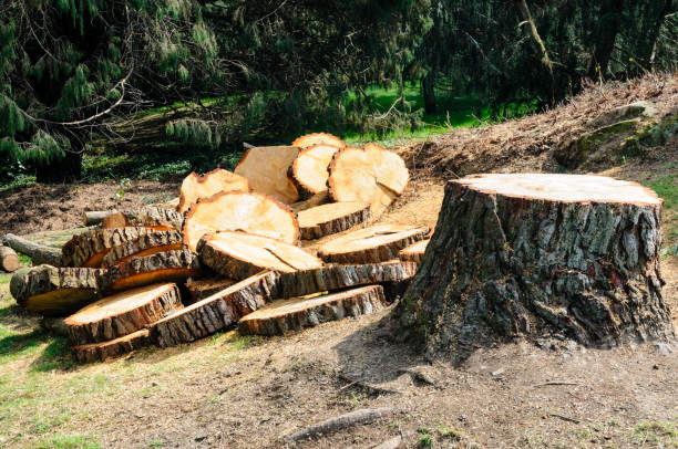Best Lot and Land Clearing  in Clifton, NJ
